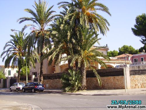 Mallorca Urlaubsbild - meine Palme